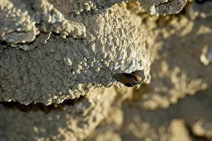 Leaving: Cliff Swallow about to fledge