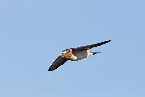 Pyrrhonota: Cliff Swallow - in flight - July - Arapaho State Park