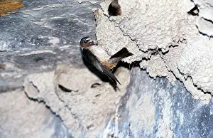Pyrrhonota: Cliff SWALLOW - at nest