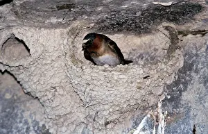 Pyrrhonota: Cliff Swallow - in nest