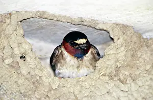 Hirundo: Cliff Swallow in its nest