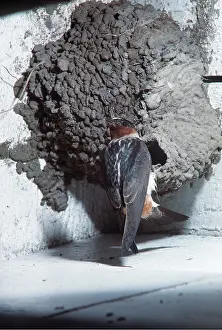 Sid Roberts: CLIFF SWALLOW - at nest