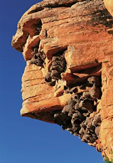Pyrrhonota: Cliff Swallow nests