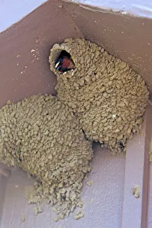Eaves: Cliff Swallow - peering out of nest on building