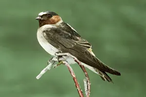 Pyrrhonota: Cliff Swallow (Petrochelidon pyrrhonota)