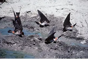 Swallow: CLIFF SWALLOWS - feeding at puddle