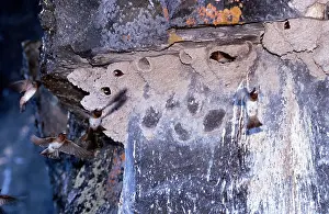 Pyrrhonota: Cliff SWALLOWS - at nests
