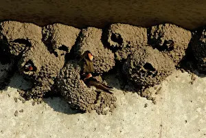 Pyrrhonota: Cliff Swallows in Nests