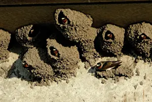 Pyrrhonota: Cliff Swallows in Nests