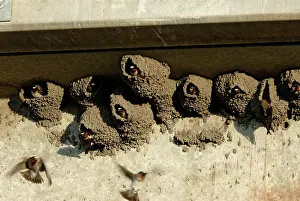 Pyrrhonota: Cliff Swallows in Nests