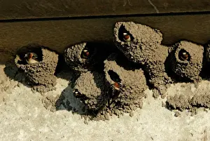 Pyrrhonota: Cliff Swallows in Nests
