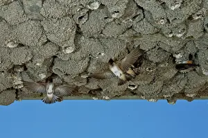 Swallow: Cliff Swallows at nests