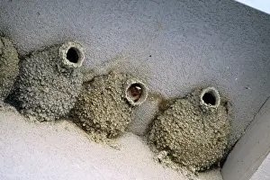 Pyrrhonota: Cliff SWALLOWS - nests on Mono Basin Visitor Centre