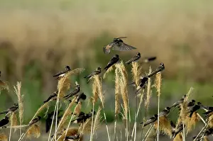 Pyrrhonota: Cliff Swallows perched on grasses