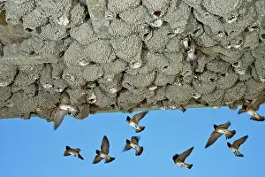 Returning: Cliff Swallows returning to nests