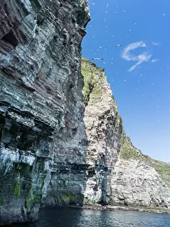 Stack: The cliffs of the isle of Noss, a famous