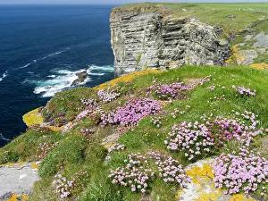 Armeria: The Cliffs of Marwick Head, Cushion of sea