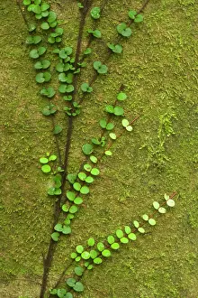 Climbers: Climber - fragile climber clings to moss-covered