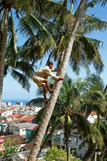 160520: Climbing a Coconut tree in order to harvest the