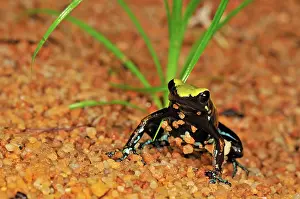 Laevigata: The Climbing Mantella