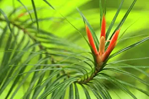 Pandanus: Climbing Pandanus - close-up of a blooming climbing