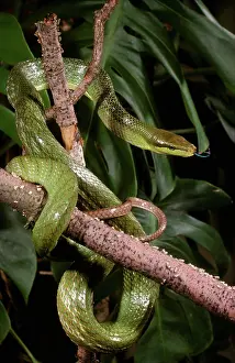 Oxycephala: Climbing Rat Snake