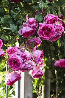 Window: Climbing rose-tree in bloom in a garden