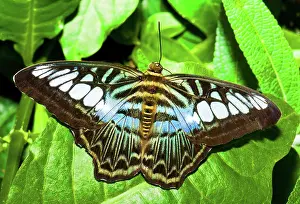 Nymphalid: Clipper Butterfly