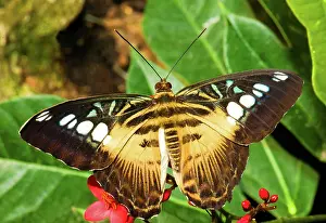 Pterygota: Clipper Butterfly