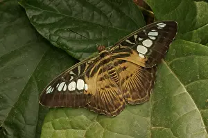 Clipper: Clipper Butterfly