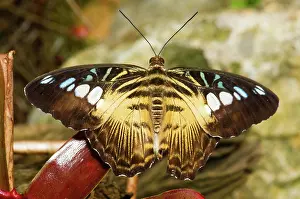 Nymphalid: Clipper Butterfly