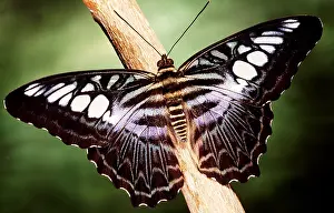 Pascal Goetgheluck: CLIPPER BUTTERFLY - ON BRANCH