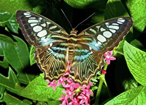 Clipper: Clipper Butterfly (Parthenos sp.)