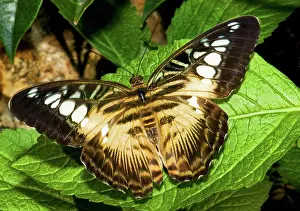 Clipper: Clipper Butterfly (Parthenos sp.)