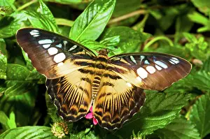 Clipper: Clipper Butterfly (Parthenos sp.)