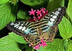 Clipper: Clipper Butterfly (Parthenos sp.)