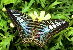 Clipper: Clipper Butterfly (Parthenos sp.)
