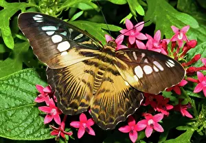 Clipper: Clipper Butterfly (Parthenos sp.)