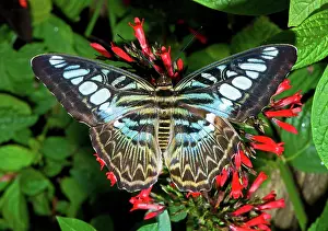 Bell: Clipper Butterfly (Parthenos sp.)