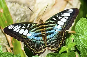 Winged: Clipper Butterfly (Parthenos sp.)