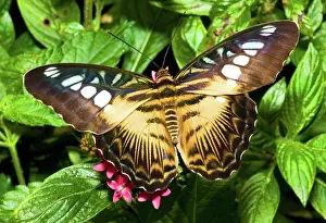 Winged: Clipper Butterfly (Parthenos sp.)