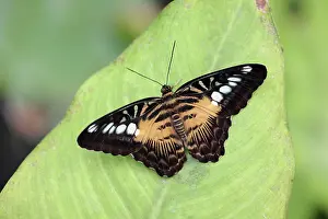 Clipper: The Clipper Butterfly - resting on leaf