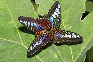 Rhopalocera: Clipper (Parthenos sylvia) mating on a leaf, native