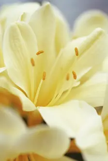 Clivia: Clivia