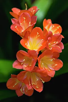 Miniata: Clivia