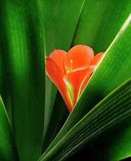 Miniata: Clivia