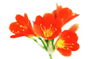 Rhizome: Clivia