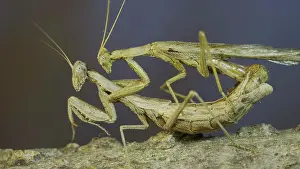 Social: Clode-up of couple of praying mantis mating on t