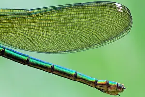 Damselfly: Close up of Adult female Banded Demoiselle (Calopteryx
