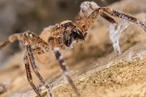 Araneae: Close up of an adult female of false lycosa (Zoropsis spinim